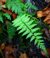 Liście w lesie © Martyna