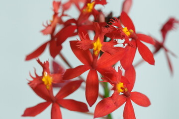 Epidendrum ibaguense
