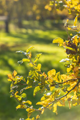 An apple branch with autumn yellowing leaves against the background of an apple orchard. Focus on the leaves in the foreground. Autumn garden preparation season for winter Sunlight on the leaves