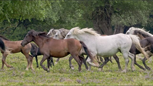 Horses running on a grass land of Vojvodina