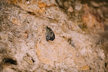 Butterfly on a rock. Try to catch me.. Selective focus.