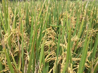Indonesian local rice ready for harvest in a few weeks. The golden yellow color is a sign that the rice is ready to be harvested immediately.