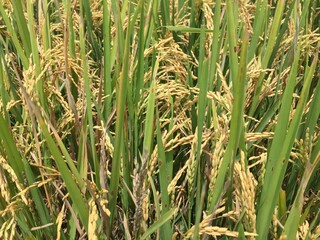 Obraz premium Indonesian local rice ready for harvest in a few weeks. The golden yellow color is a sign that the rice is ready to be harvested immediately.