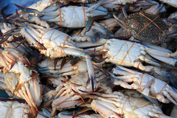 Crabs on the fish market in Mirissa, Sri Lanka