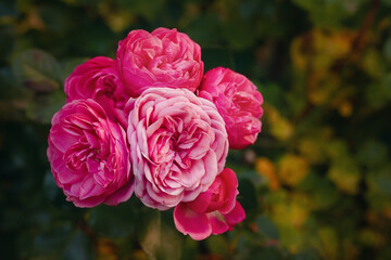 Pink three roses bud bursting in bloom on green bush