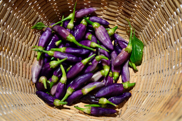 Purple chilies piled on bottom of bamboo busket