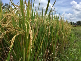 Indonesian local rice ready for harvest in a few weeks. The golden yellow color is a sign that the rice is ready to be harvested immediately.