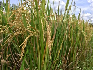 Obraz premium Indonesian local rice ready for harvest in a few weeks. The golden yellow color is a sign that the rice is ready to be harvested immediately.