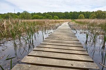 Swamp walking path