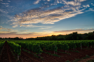 Fototapeta premium Vineyard at sunrise in Novigrad, Croatia