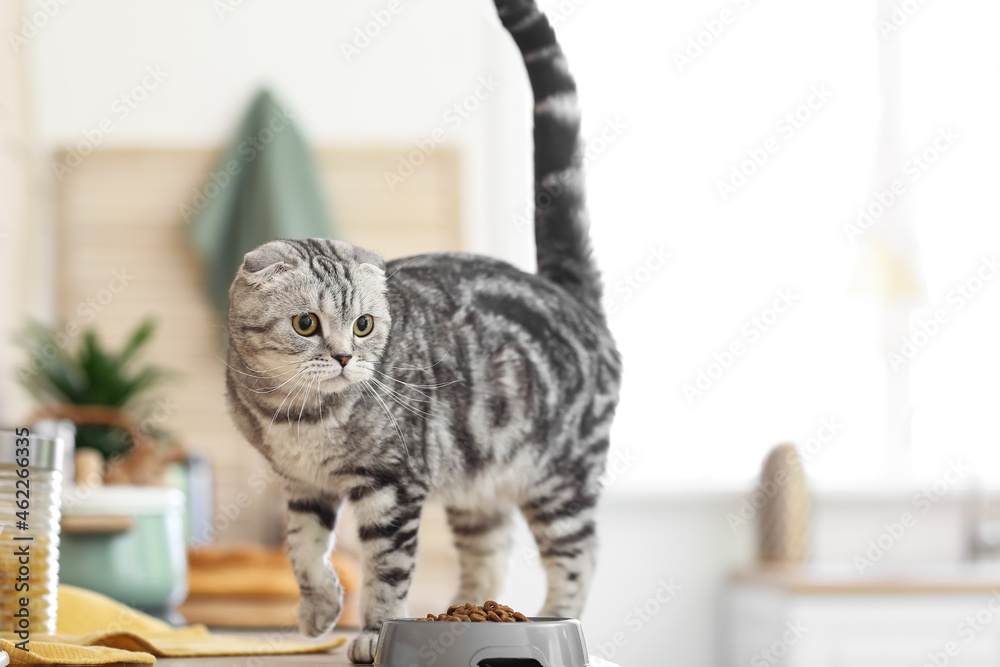 Poster cute cat and bowl with food in kitchen