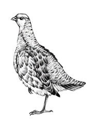 A hand-drawn image of a partridge standing on one leg. Perdix Perdix.