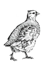 A hand-drawn image of a partridge Perdix Perdix.