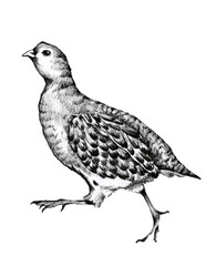 A hand-drawn image of the running partridge. Perdix Perdix.