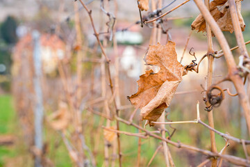 Close up of dried leaves of vine grapes growing in a raw with background of village houses on cold october, november or january day. Nature, season specific, agriculture, food and drink ingredients