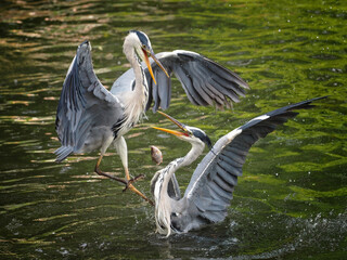 Two grey herons in fight about fish