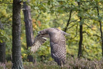 Obraz premium Red-tailed Buzzard