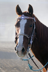 horse with pretty bridle