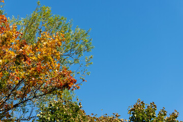 Vibrant Autumn leaves on tree branches against a backdrop of deep blue sky,England,UK.