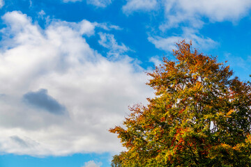 Autumn tree with vibrant leaves against a blue sky with cumulus clouds autumnal sky,Hampshire,United Kingdom.