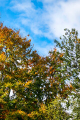 Naklejka premium Autumn tree with vibrant leaves against a blue sky with cumulus clouds autumnal sky,Hampshire,United Kingdom.