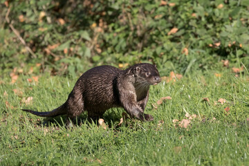 European otter, Lutra lutra, emerged from the river and walks on green grass, a predatory mammal of the mustelid family