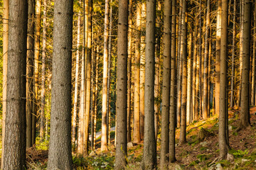 Pine forest with high trees in sunlight