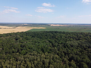 Dense green forest under blue sky, sunny summer weather. Scenery.