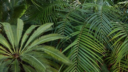 Exotic jungle rainforest tropical atmosphere. Fern, palms and fresh juicy frond leaves, amazon dense overgrown deep forest. Dark natural greenery lush foliage. Evergreen ecosystem. Paradise aesthetic.