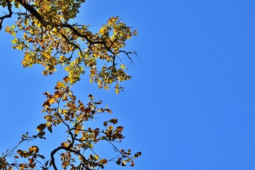 Yellow autumn oak leaves on blue sky background
