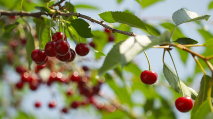 Ripe red cherries on a tree branch, a close-up shot.