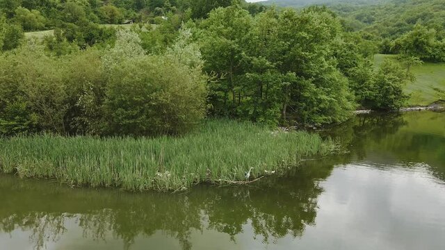 Big grey heron in reeds