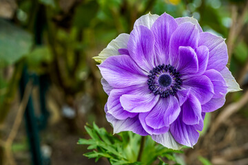 Beautiful purple anemone flower growing in an outdoor flower garden. Lavender, violet color.