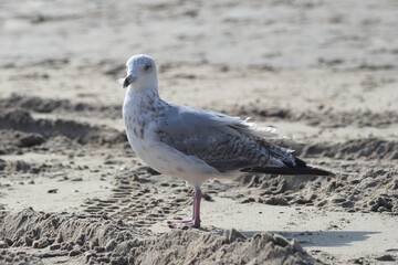 European herring gull (Larus argentatus)