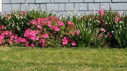 Diascia and snowflake flowers, California USA. Snowbell dewdrop tender bloom. Home gardening, american decorative ornamental houseplant, natural botanical atmosphere. Green lawn and house wooden wall.
