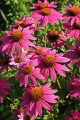 Echinacea purpurea	