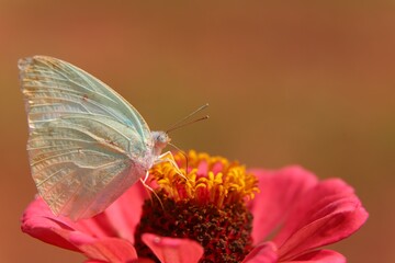 butterfly on flower