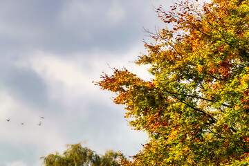 Autumn tree with vibrant leaves against a cloudy autumnal sky,Hampshire,United Kingdom.