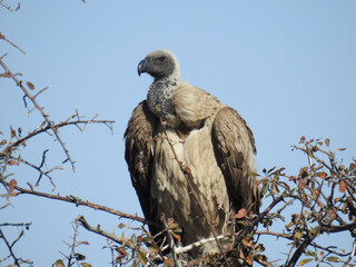 Selective of a Cape vulture (Gyps coprotheres) on the branch against the blue sky