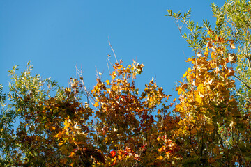 Vibrant Autumn leaves on tree branches against a backdrop of deep blue sky,England,UK.