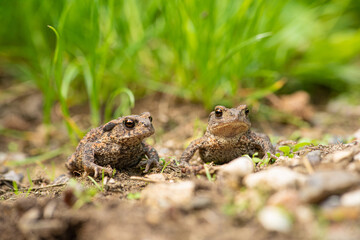 Crapaud commun, Bufo bufo