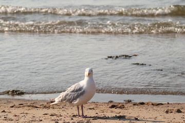 European herring gull (Larus argentatus)