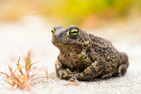 Crapaud calamite, Epidalea calamita 