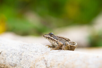 Grenouille verte, Pelophylax sp.
