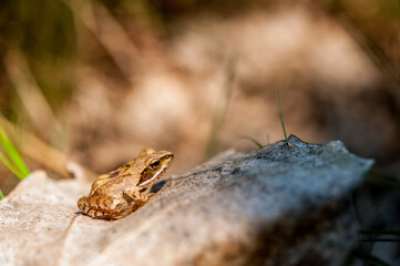 Grenouille agile, Rana dalmatina