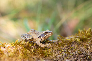 Grenouille agile, Rana dalmatina