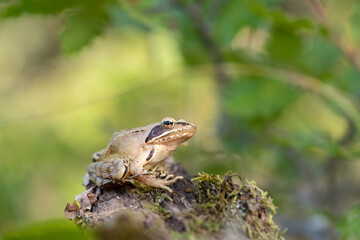 Grenouille agile, Rana dalmatina