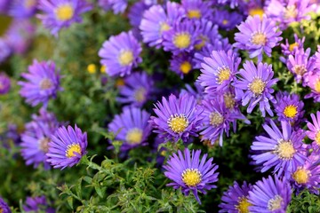 European Michaelmas daisy, aster amellus flowers, violet flowers in autumn garden, autumn flowers background. - obrazy, fototapety, plakaty