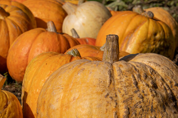 Variety of pumpkins for halloween, photographed in Wisley, Surrey UK on a sunny autumn day.