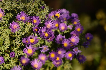 European Michaelmas daisy, aster amellus flowers, violet flowers in autumn garden.